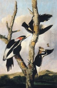 Ivory-billed Woodpeckers by John James Audubon