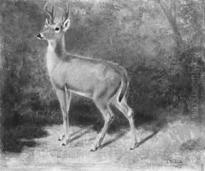 Deer-Sketch from Nature by Arthur Fitzwilliam Tait