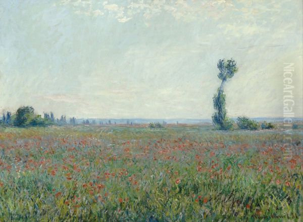 Champ de coquelicots - view 1