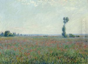 Champ de coquelicots