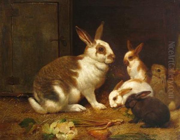 Rabbits - view 1