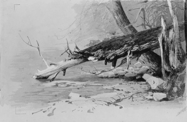 Moss-Covered Log - view 1