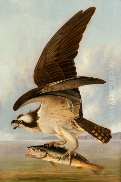 Osprey and Weakfish - view 1