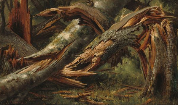 Fallen Tree - view 1