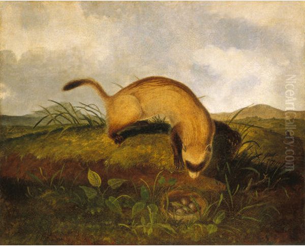 Black-Footed Ferret - view 1