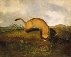 Black-Footed Ferret