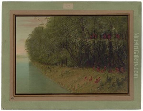 An Amazon Forest - Looking Ashore - view 1