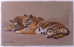 Tiger Studies by John Charles Dollman