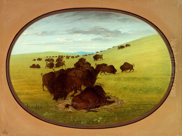 A Buffalo Wallow - view 1
