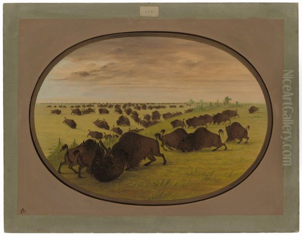 Bulls Fighting - view 1
