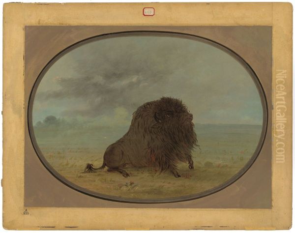 Dying Buffalo Bull - view 1