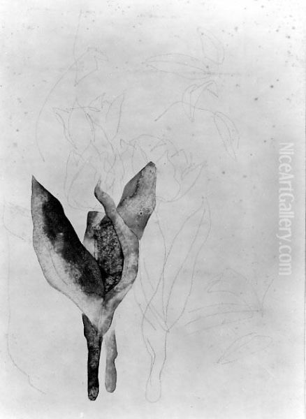 Tulips - view 1