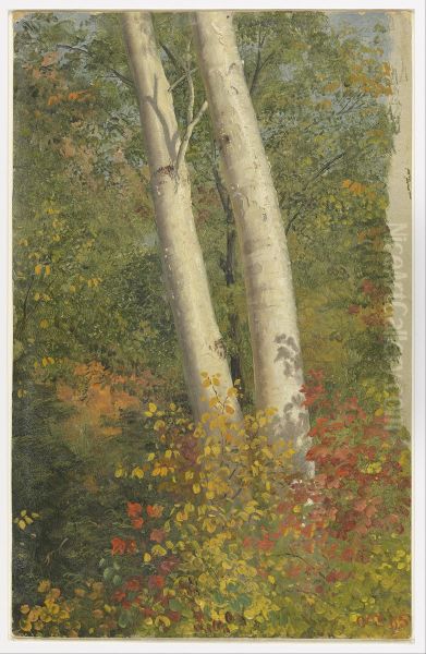Birch Trees in Autumn - view 1
