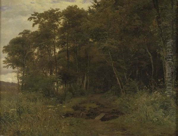 An alder thicket - view 1