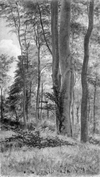 Beeches in Delhoved Forest - view 1