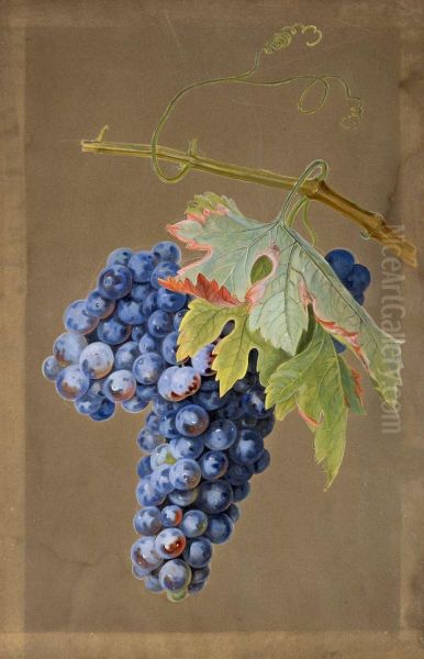 Weinrebe - view 1