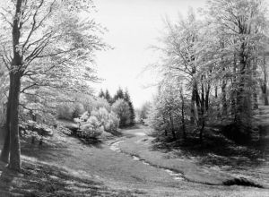 En skovbaek i Praestevangen ved Frederiksborg by Godtfred Rump