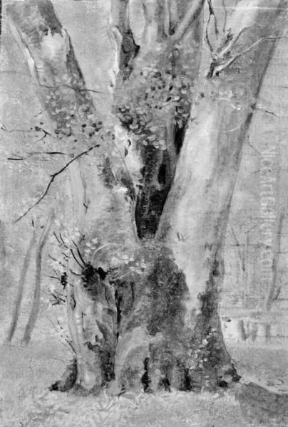 A Tree with Several Trunks - view 1