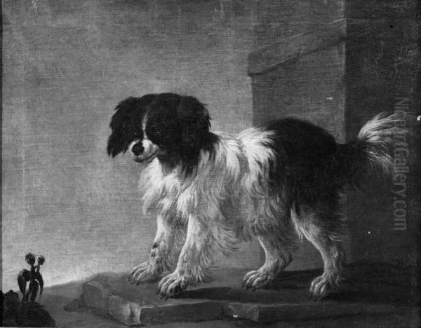 Bolognese Dog - view 1