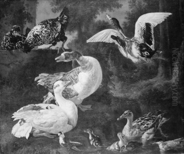 Poultry - view 1