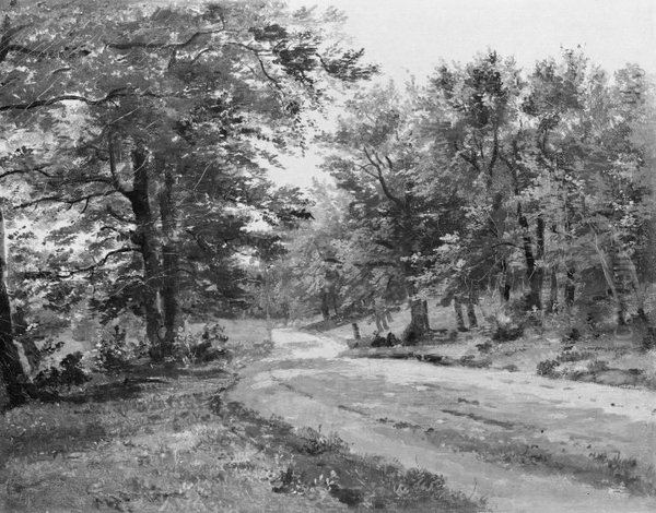 A Road in a Forest - view 1