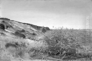 Dunes and Rushes Dunes and Rushes