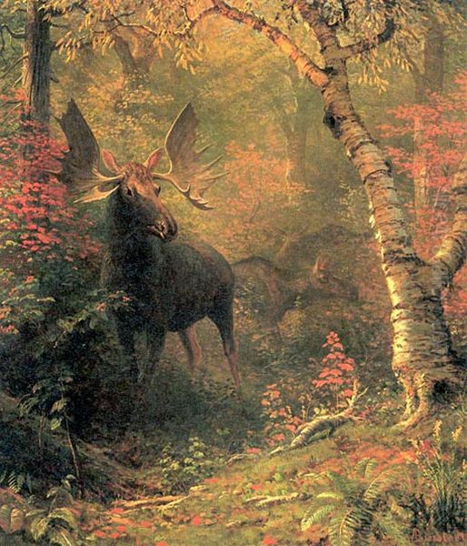 Moose in a Forest Glen - view 1