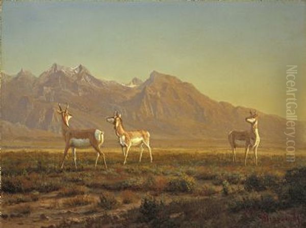 Prong-Horned Antelope with the Grand Tetons Beyond - view 1