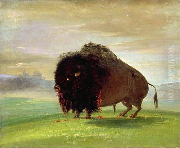 Wounded Buffalo, Strewing His Blood over the Prairies - view 1