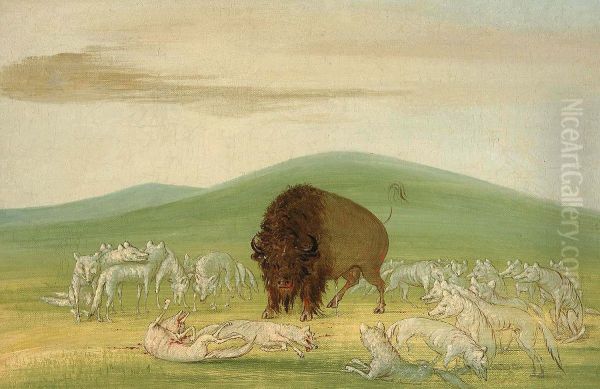 Wounded Buffalo Bull Surrounded by White Wolves - view 1