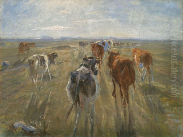 Long Shadows. Cattle on the Island of Saltholm - view 1