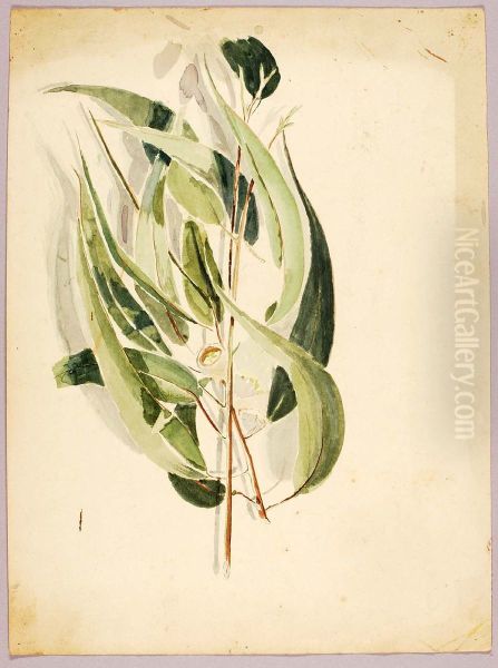 Plant Study - view 1