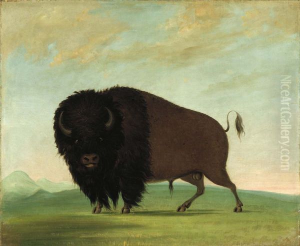 Buffalo Bull, Grazing on the Prairie - view 1