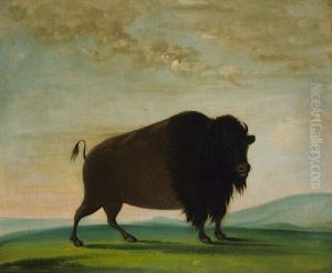 Buffalo Cow, Grazing on the Prairie by George Catlin