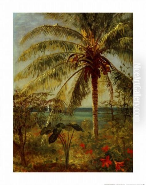 Palm Tree, Nassau - view 1