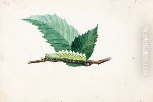 Jagged Leaf Edge Caterpillar, study for book Concealing Coloration in the Animal Kingdom by Louis Agassiz Fuertes