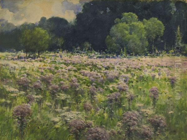 Field of Joe Pie Weeds (Pride of the Meadow) - view 1