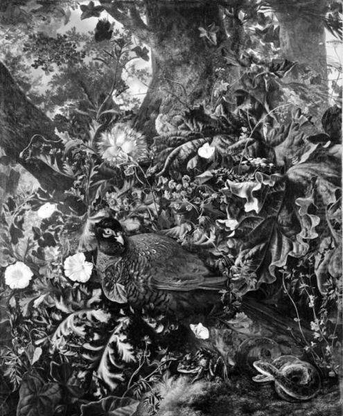 A Brooding Pheasant - view 1
