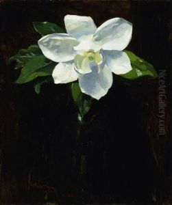 Magnolia Magnolia
