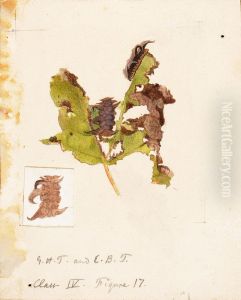 Crumpled Leaf Caterpillar, study for book Concealing Coloration in the Animal Kingdom by Emma Beach Thayer