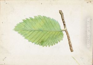 Jagged Leaf Edge Caterpillar, study for book Concealing Coloration in the Animal Kingdom by Gerald H. Thayer
