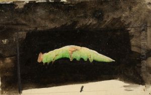 Larger Spotted Beach Leaf Edge Caterpillar, study for book Concealing Coloration in the Animal Kingdom by Emma Beach Thayer