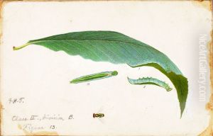 Unspotted Beach Leaf Edge Caterpillar, study for book Concealing Coloration in the Animal Kingdom by Gerald H. Thayer
