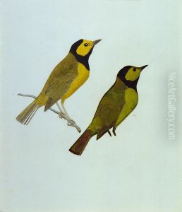 Hooded Warblers, study for book Concealing Coloration in the Animal Kingdom by Gladys Thayer
