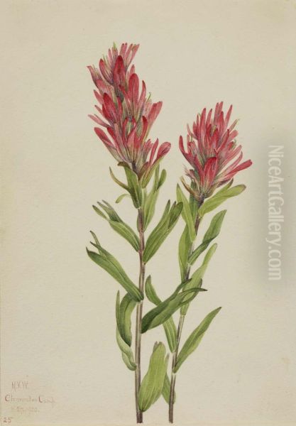 Alberta Paintbrush (Catilleja miniata) - view 1
