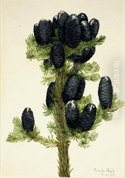 Alpine Fir (Abies lasiocarpa) - view 1