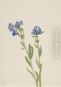 Alpine Forget-Me-Not (Myosotis alpestris) by Mary Vaux Walcott