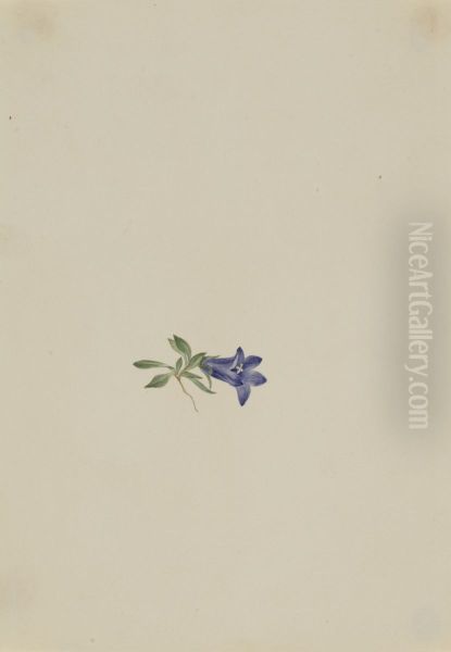 Alpine Harebell (Campanula lasiocarpa) - view 1