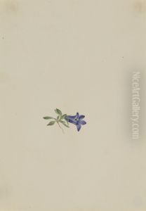 Alpine Harebell (Campanula lasiocarpa) by Mary Vaux Walcott