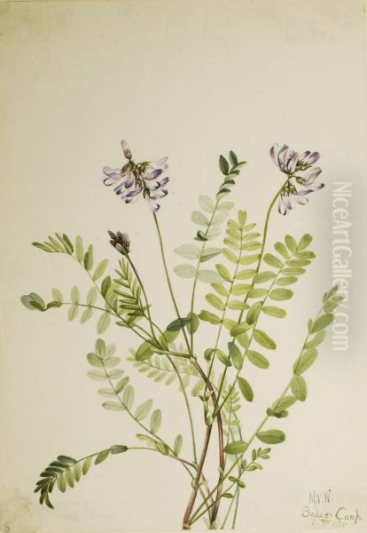 Alpine Milkvetch (Astragalus alpinus) - view 1